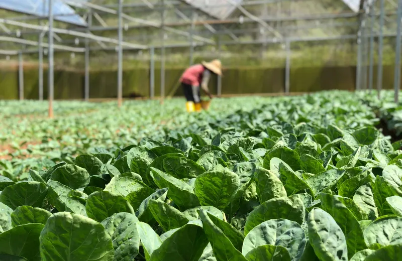 Farmer tending green vegetables inside a greenhouse